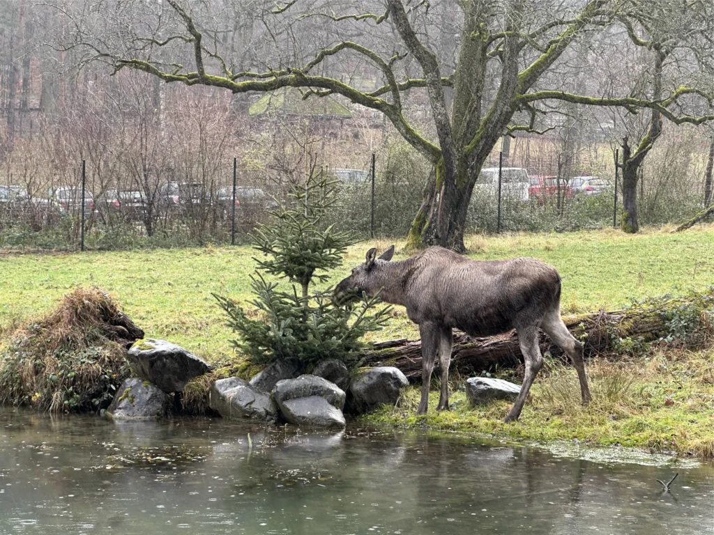 Elch frisst einen Nadelbaum