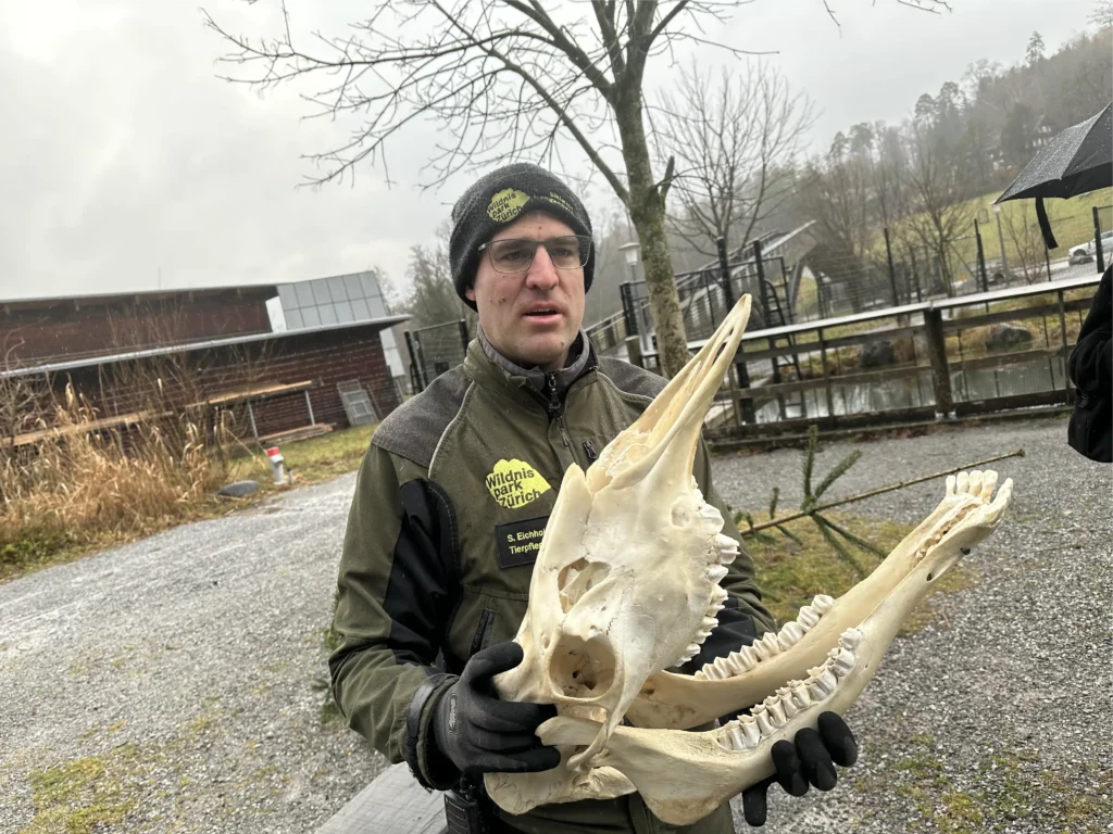 Tierpfleger Stefan Eichholzer
präsentiert ein Elchgebiss.